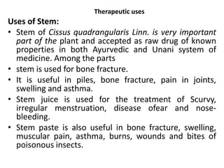 Therapeutic uses 
Uses of Stem: 
• Stem of Cissus quadrangularis Linn. is very important 
part of the plant and accepted as raw drug of known 
properties in both Ayurvedic and Unani system of 
medicine. Among the parts 
• stem is used for bone fracture. 
• It is useful in piles, bone fracture, pain in joints, 
swelling and asthma. 
• Stem juice is used for the treatment of Scurvy, 
irregular menstruation, disease ofear and nose-bleeding. 
• Stem paste is also useful in bone fracture, swelling, 
muscular pain, asthma, burns, wounds and bites of 
poisonous insects. 
 