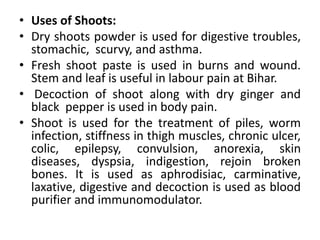 • Uses of Shoots: 
• Dry shoots powder is used for digestive troubles, 
stomachic, scurvy, and asthma. 
• Fresh shoot paste is used in burns and wound. 
Stem and leaf is useful in labour pain at Bihar. 
• Decoction of shoot along with dry ginger and 
black pepper is used in body pain. 
• Shoot is used for the treatment of piles, worm 
infection, stiffness in thigh muscles, chronic ulcer, 
colic, epilepsy, convulsion, anorexia, skin 
diseases, dyspsia, indigestion, rejoin broken 
bones. It is used as aphrodisiac, carminative, 
laxative, digestive and decoction is used as blood 
purifier and immunomodulator. 
 