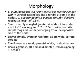 Morphology 
• C. quadrangularis is a fleshy cactus like jointed climber 
with 4-winged internodes and a tendril at some of the 
nodes . C. quadrangularis is a moist shrubby climbers 
reaches a height of 1.5 m. 
• Stems sharply 4-angled, jointed at nodes, internodes 
are 8 to 10 cm long and 1.2 to 1.5 cm wide, tendrils 
simple long and slender emerging from the opposite 
side of the node. 
• Leaves simple, ovate or reniform, ±5 cm wide, serrate, 
cordate; 
• The flowers are small, greenish white, in short cymes. 
• Berries globose, ±0.7 cm in diameter, red on ripening, 
1- seeded 
 