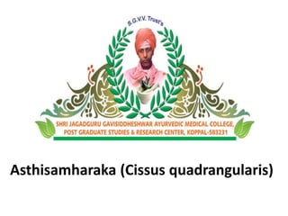 Asthisamharaka (Cissus quadrangularis) 
 