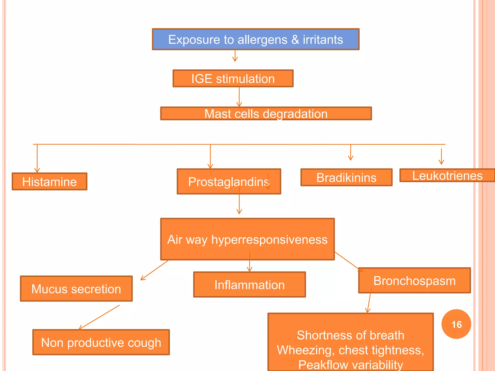 16
Exposure to allergens & irritants
IGE stimulation
Mast cells degradation
Histamine Prostaglandins Bradikinins Leukotrienes
Air way hyperresponsiveness
Mucus secretion
BronchospasmInflammation
Non productive cough
Shortness of breath
Wheezing, chest tightness,
Peakflow variability
 