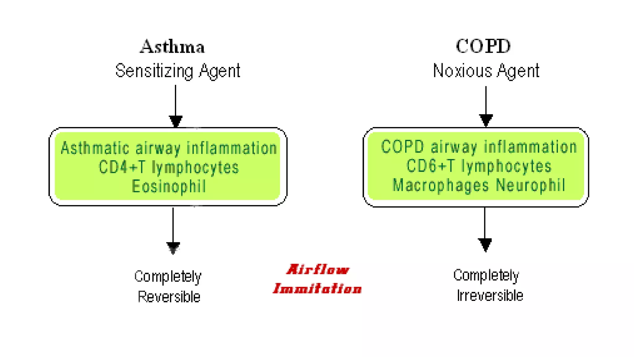 pathophysiology of asthma and COPD | PPTX