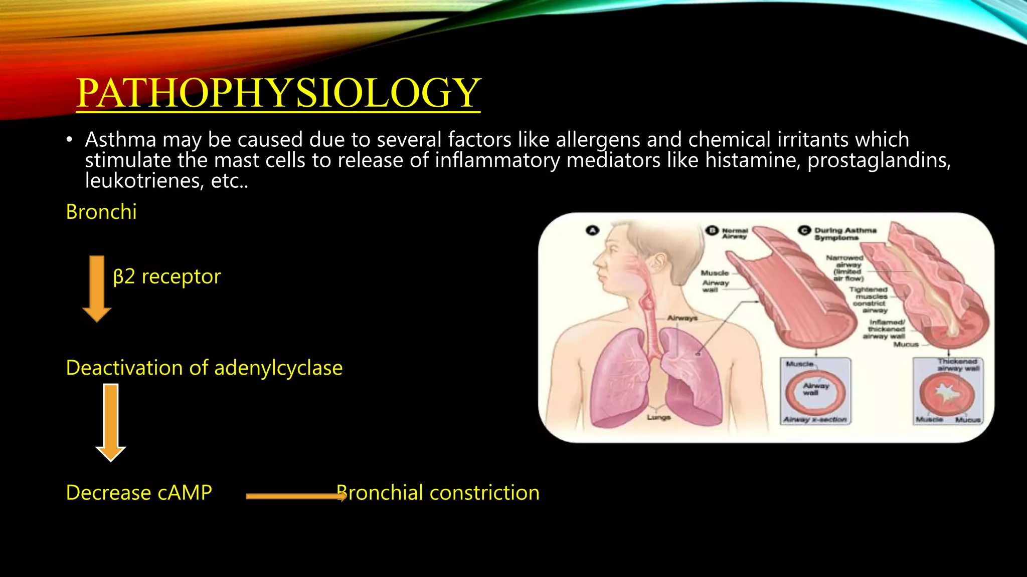Asthma and classification and its mechanism and dosage | PPTX