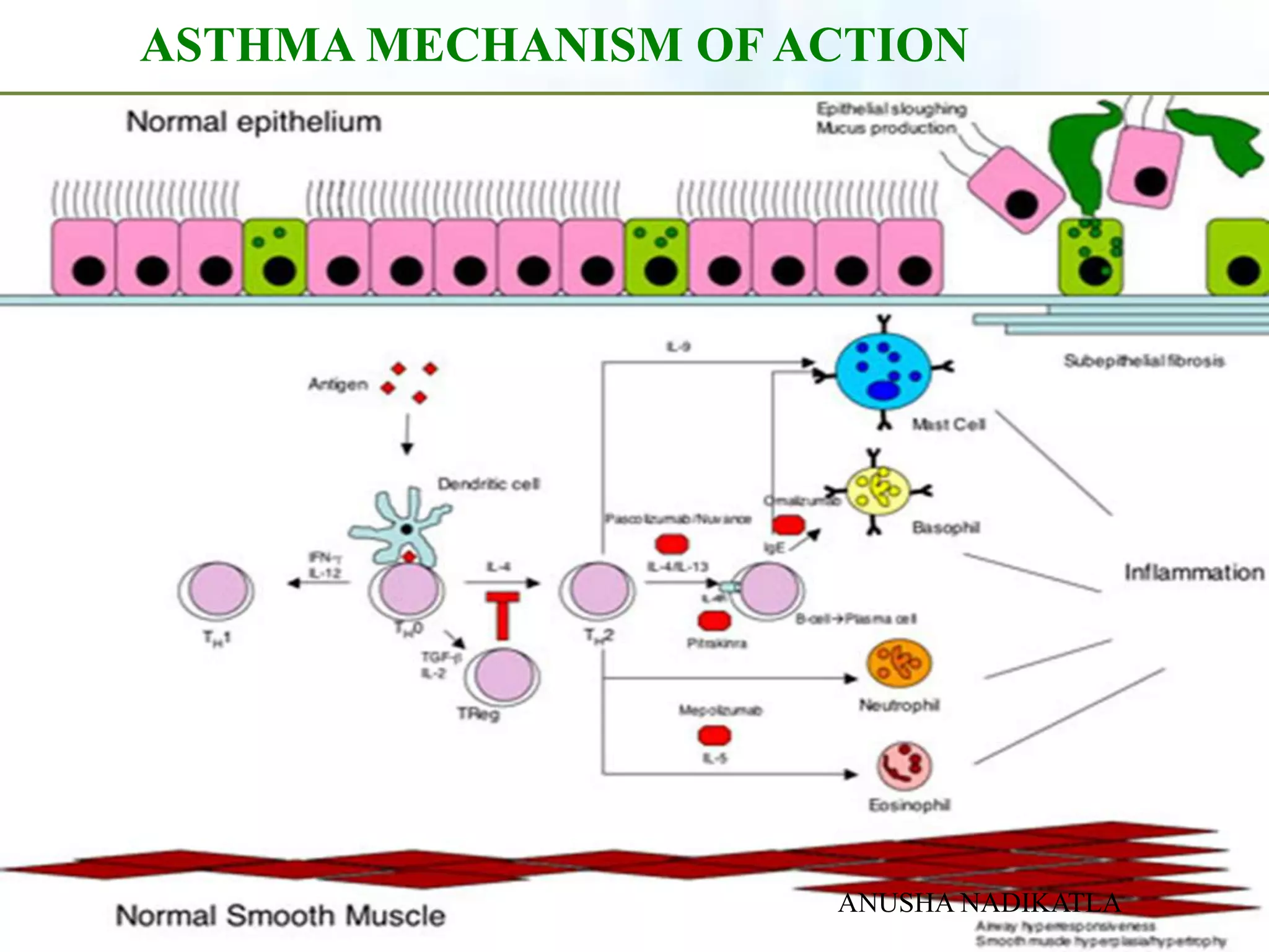 ANTIASTHMATICS EXPECTORANTS ANTITUSSIVES RESPIRATORY STIMULANTS | PPTX