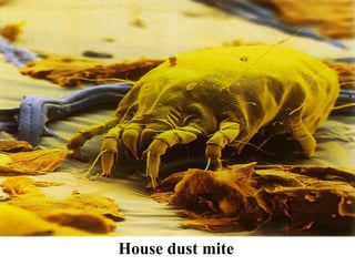 House dust mite
 