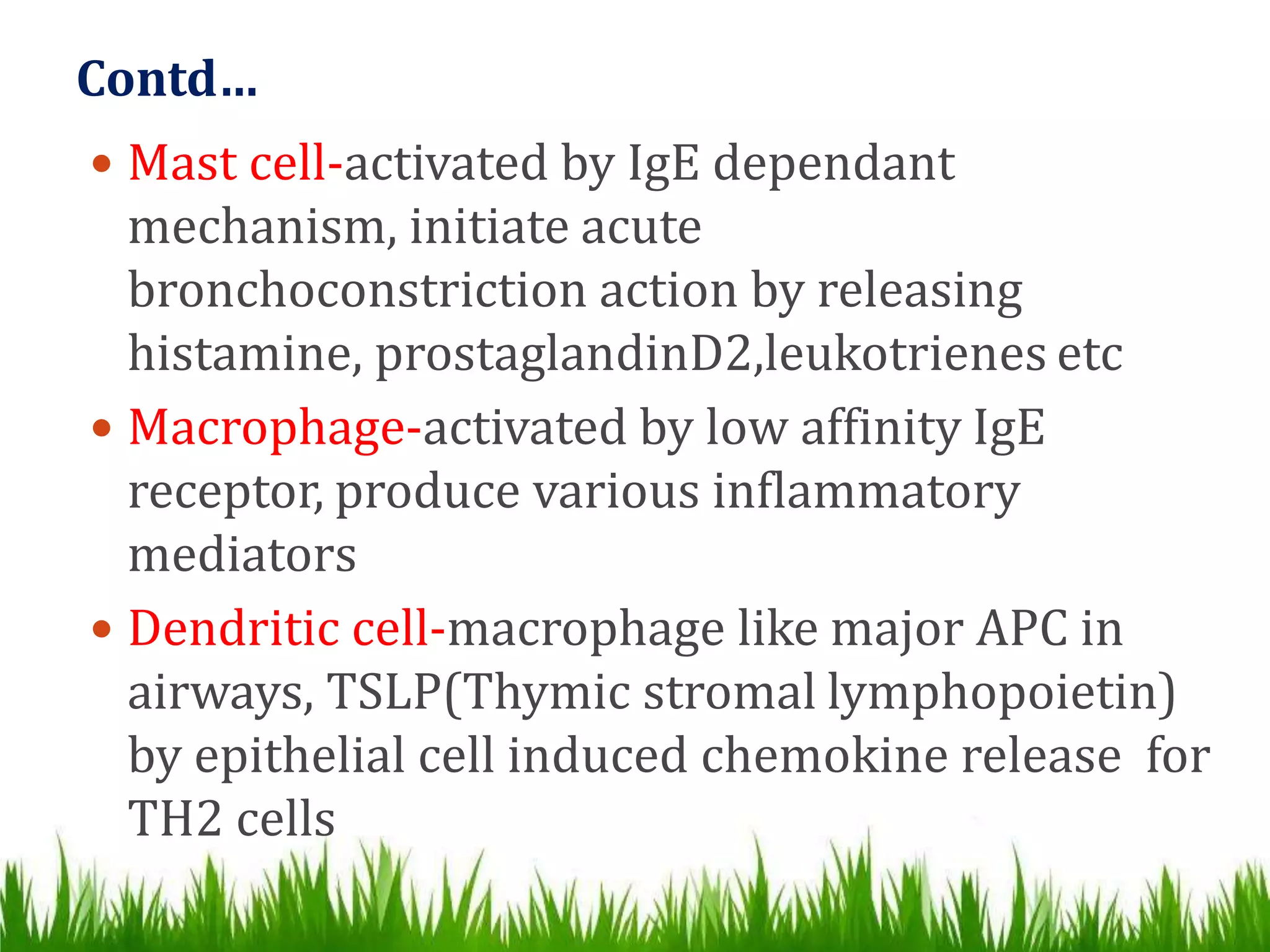 Contd…
 Mast cell-activated by IgE dependant
mechanism, initiate acute
bronchoconstriction action by releasing
histamine, prostaglandinD2,leukotrienes etc
 Macrophage-activated by low affinity IgE
receptor, produce various inflammatory
mediators
 Dendritic cell-macrophage like major APC in
airways, TSLP(Thymic stromal lymphopoietin)
by epithelial cell induced chemokine release for
TH2 cells
 