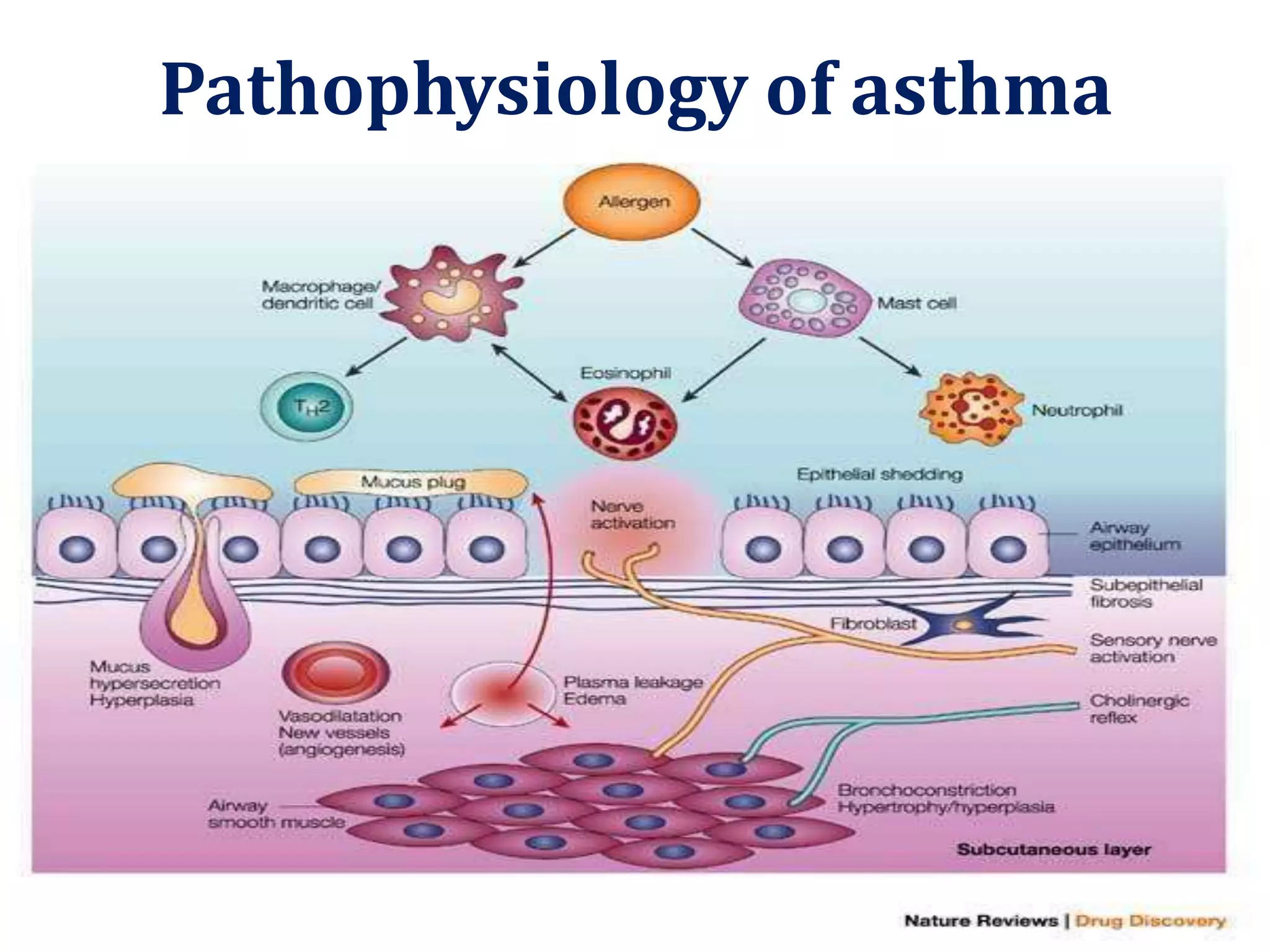 Pathophysiology of asthma
 