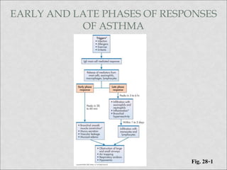 EARLY AND LATE PHASES OF RESPONSES
OF ASTHMA
Fig. 28-1
 