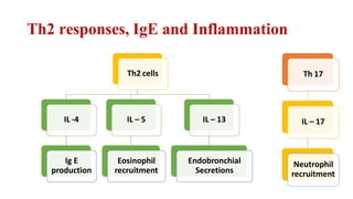 Th2 responses, IgE and Inflammation
Th2 cells
IL -4
Ig E
production
IL – 5
Eosinophil
recruitment
IL – 13
Endobronchial
Secretions
Th 17
IL – 17
Neutrophil
recruitment
 