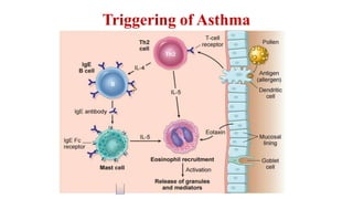 Triggering of Asthma
 