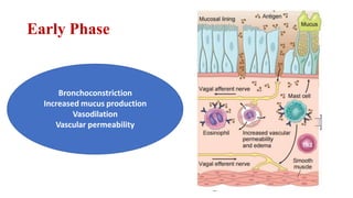 Early Phase
Bronchoconstriction
Increased mucus production
Vasodilation
Vascular permeability
 