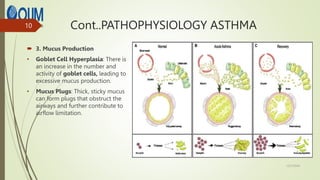 Cont..PATHOPHYSIOLOGY ASTHMA
 3. Mucus Production
• Goblet Cell Hyperplasia: There is
an increase in the number and
activity of goblet cells, leading to
excessive mucus production.
• Mucus Plugs: Thick, sticky mucus
can form plugs that obstruct the
airways and further contribute to
airflow limitation.
12/7/2024
10
 