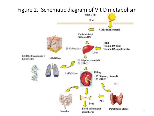 vitamin d deficiency parasite infection vitamin d deficiency parasite infection