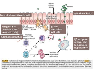 Pathophysio Sample asthma basics, pathophysio,phenotypes.pdf