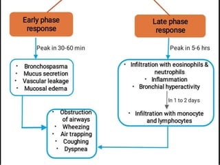 Early phase
response Late phase response
• Bronchospasma
• Mucus secretion
• Vascular leakage
• Mucosal edema
Peak in 30-60 min Peak in 5-6 hrs
• Infiltration with eosinophils &
neutrophils
• Inflammation
• Bronchial hyperactivity
• Infiltration with monocyte and
lymphocytes
In 1 to 2 days
• Obstruction
of airways
• Wheezing
• Air trapping
• Coughing
• Dyspnea
 