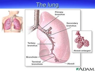 The lung
The lung
 