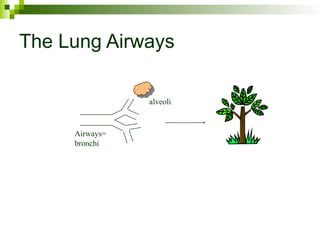 The Lung Airways
Airways=
bronchi
alveoli
 