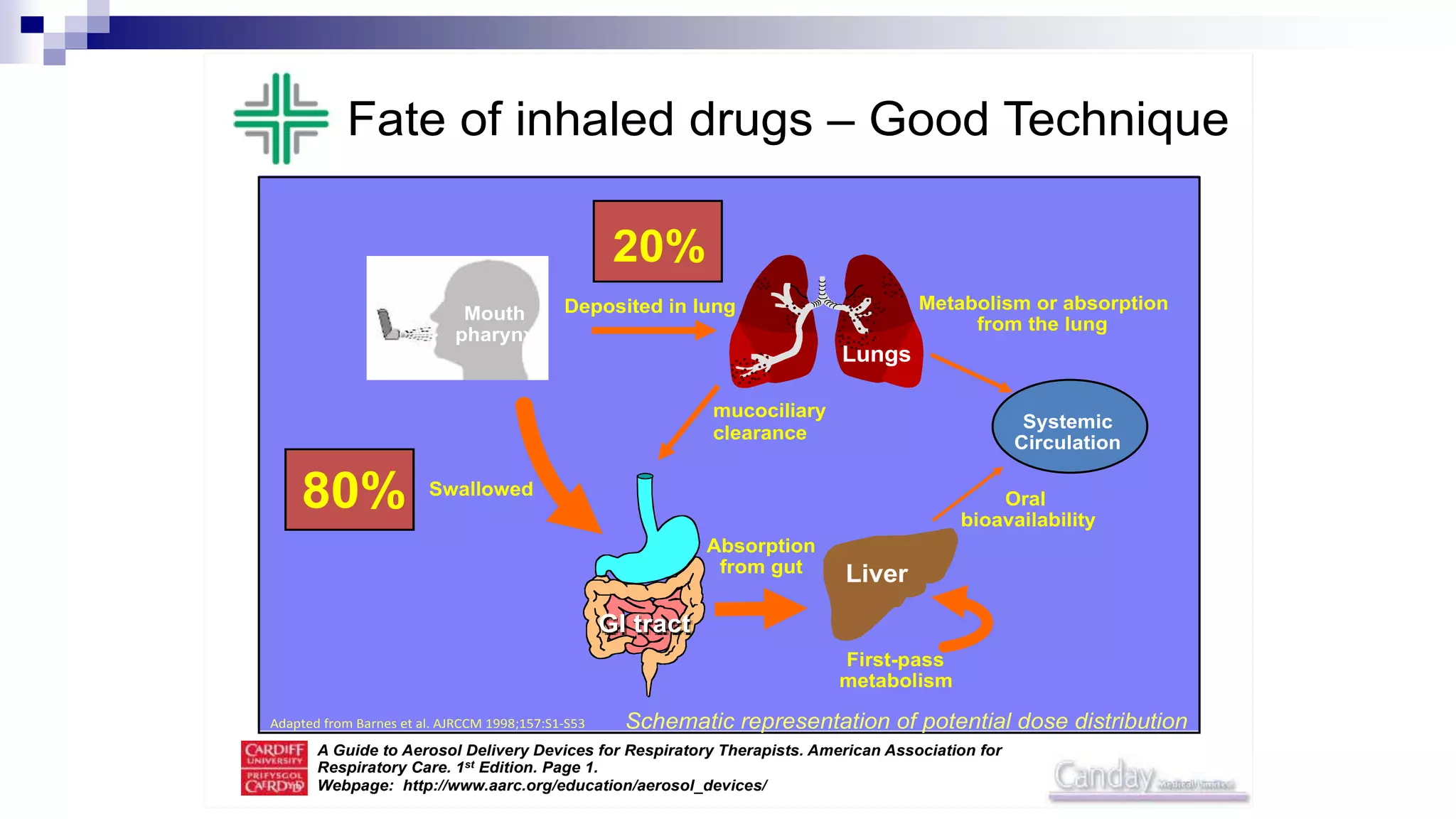 95
Fate of inhaled drugs – Good Technique
Swallowed
GI tract
Deposited in lung
Lungs
Metabolism or absorption
from the lung
Liver
Oral
bioavailability
Absorption
from gut
First-pass
metabolism
Systemic
Circulation
Mouth
pharynx
mucociliary
clearance
80%
20%
Schematic representation of potential dose distribution
A Guide to Aerosol Delivery Devices for Respiratory Therapists. American Association for
Respiratory Care. 1st Edition. Page 1.
Webpage: http://www.aarc.org/education/aerosol_devices/
Adapted from Barnes et al. AJRCCM 1998;157:S1-S53
 