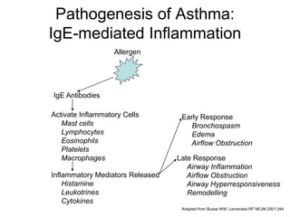 Pathogenesis of Asthma:
IgE-mediated Inflammation
Allergen
IgE Antibodies
Activate Inflammatory Cells
Mast cells
Lymphocytes
Eosinophils
Platelets
Macrophages
Inflammatory Mediators Released
Histamine
Leukotrines
Cytokines
Early Response
Bronchospasm
Edema
Airflow Obstruction
Late Response
Airway Inflammation
Airflow Obstruction
Airway Hyperresponsiveness
Remodelling
Adapted from Busse WW, Lemanske RF NEJM 2001;344
 
