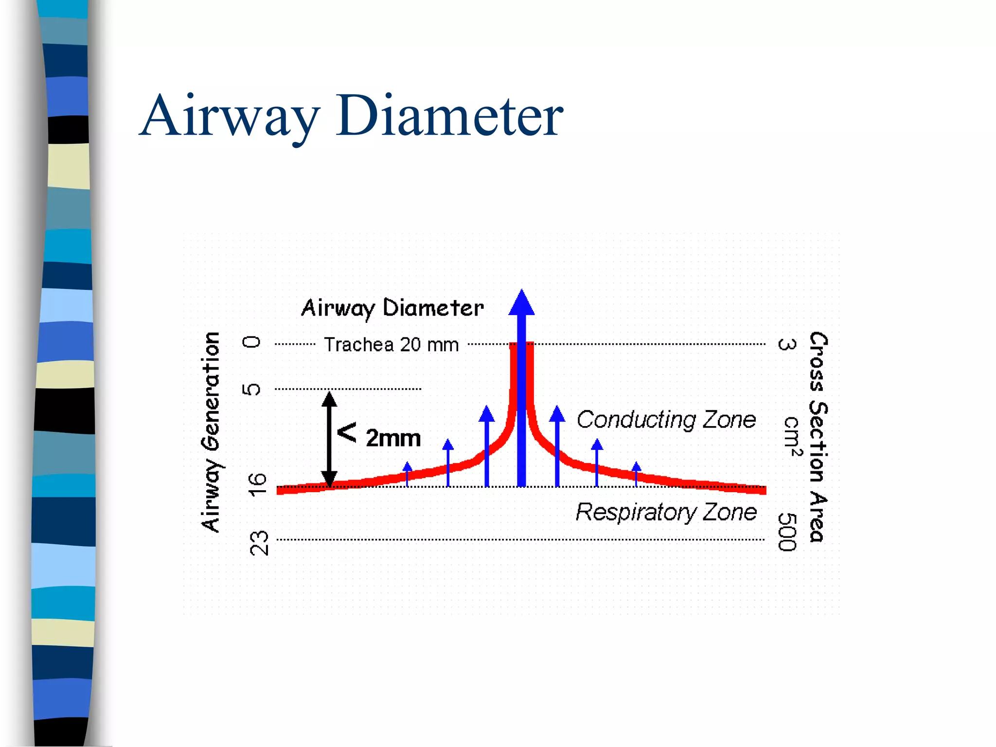 Airway Diameter
 