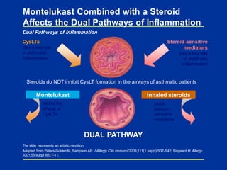 block
steroid-
sensitive
mediators
blocks the
effects of
CysLTs
Inhaled steroidsMontelukast
Montelukast Combined with a Steroid
Affects the Dual Pathways of Inflammation
The slide represents an artistic rendition.
Adapted from Peters-Golden M, Sampson AP J Allergy Clin Immunol 2003;111(1 suppl):S37-S42; Bisgaard H Allergy
2001;56(suppl 66):7-11.
Steroid-sensitive
mediators
play a key role
in asthmatic
inflammation
CysLTs
play a key role
in asthmatic
inflammation
Steroids do NOT inhibit CysLT formation in the airways of asthmatic patients
DUAL PATHWAY
Dual Pathways of Inflammation
 