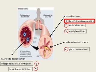 bronchospasm
anticholinergics
methylxanthines
beta2 simpaticomimetics
Inflamation and edema
glucocorticosteroids
Mastocite degranulation
Phosphodiesterase-4 inhibitors
1
2
3
4
5
Leukotriene inhibitors 6
 