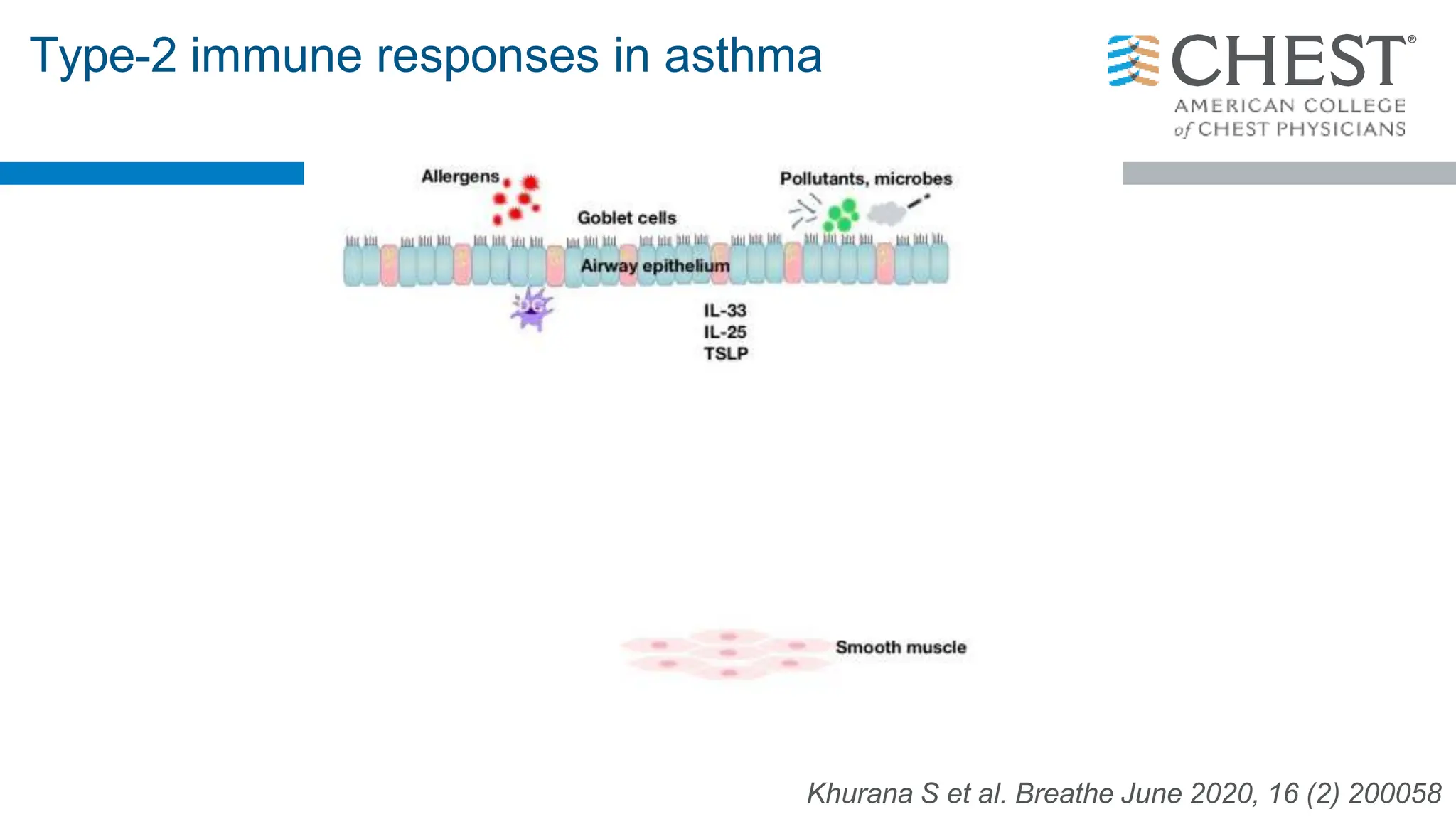 Type-2 immune responses in asthma
Khurana S et al. Breathe June 2020, 16 (2) 200058
 