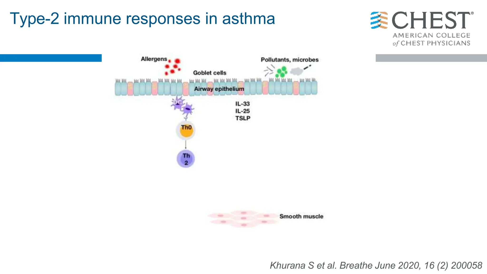 Type-2 immune responses in asthma
Khurana S et al. Breathe June 2020, 16 (2) 200058
 