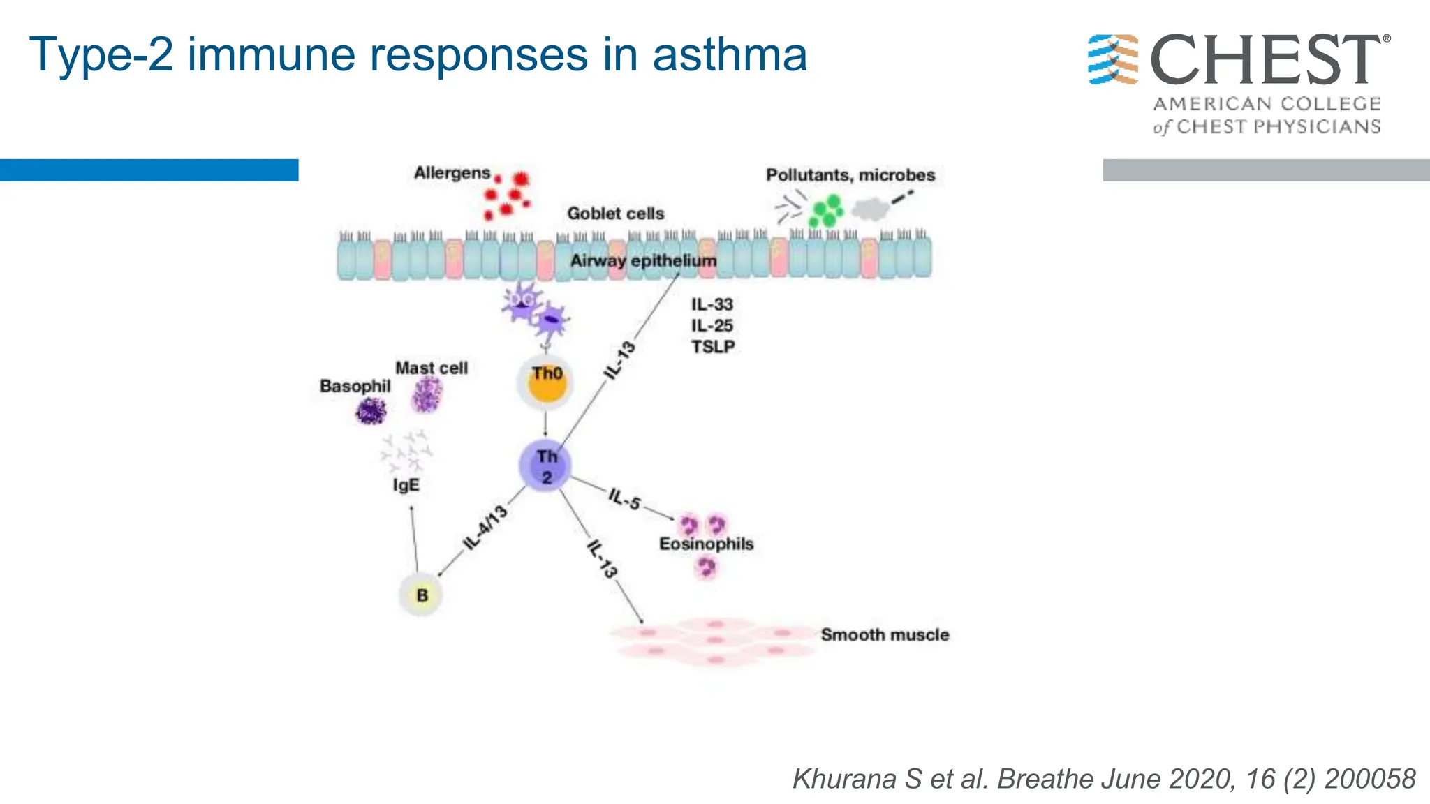 Type-2 immune responses in asthma
Khurana S et al. Breathe June 2020, 16 (2) 200058
 