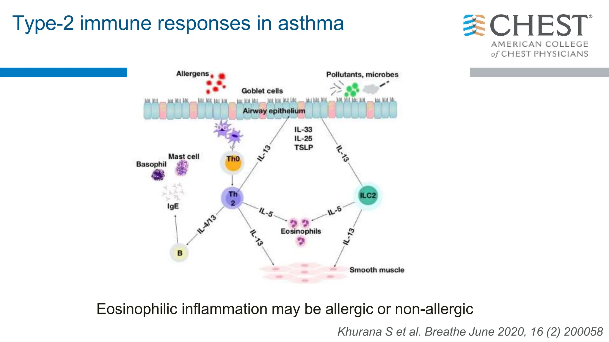 Type-2 immune responses in asthma
Eosinophilic inflammation may be allergic or non-allergic
Khurana S et al. Breathe June 2020, 16 (2) 200058
 