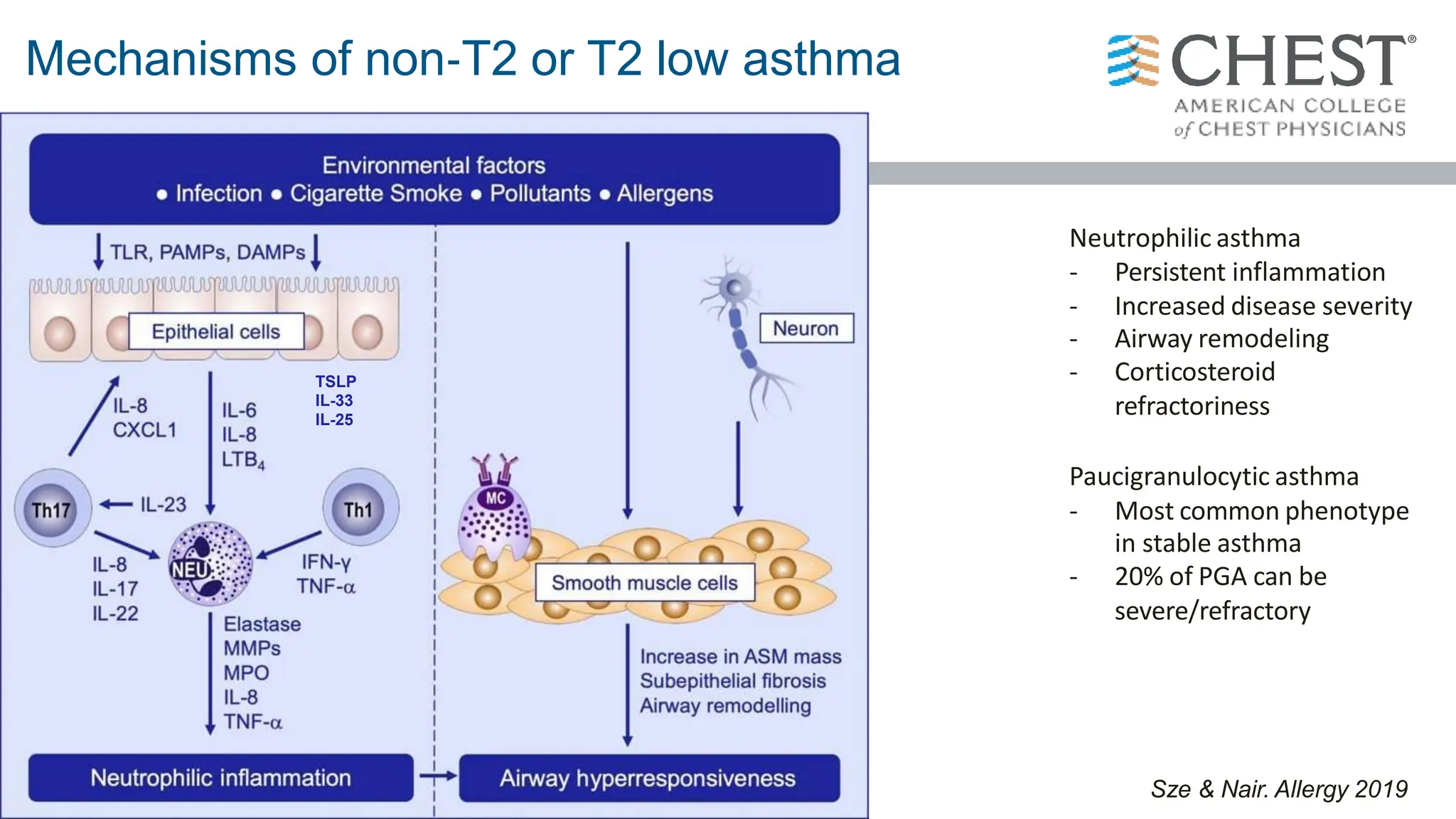 Mechanisms of non-T2 or T2 low asthma
Sze & Nair. Allergy 2019
Neutrophilic asthma
- Persistent inflammation
- Increased disease severity
- Airway remodeling
- Corticosteroid
refractoriness
Paucigranulocytic asthma
- Most common phenotype
in stable asthma
- 20% of PGA can be
severe/refractory
TSLP
IL-33
IL-25
 