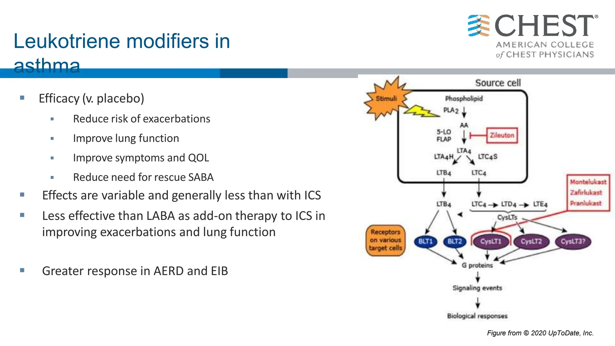  Efficacy (v. placebo)
 Reduce risk of exacerbations
 Improve lung function
 Improve symptoms and QOL
 Reduce need for rescue SABA
 Effects are variable and generally less than with ICS
 Less effective than LABA as add-on therapy to ICS in
improving exacerbations and lung function
 Greater response in AERD and EIB
Leukotriene modifiers in
asthma
Figure from © 2020 UpToDate, Inc.
 