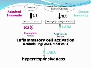 Macrophages and Epithelial Cells
Allergens
Activated TH2 Cells
Eosinophilic
Asthma
Neutrophilic
Asthma
Particulates, Pollutants, Virus,
Endotoxin, Bacteria
Acquired
Immunity
Innate
ImmunityTLRIgE
Inflammatory cell activation
hyperresponsiveness
ICS X X LABA
X LABA
Remodelling: ASM, mast cells
 