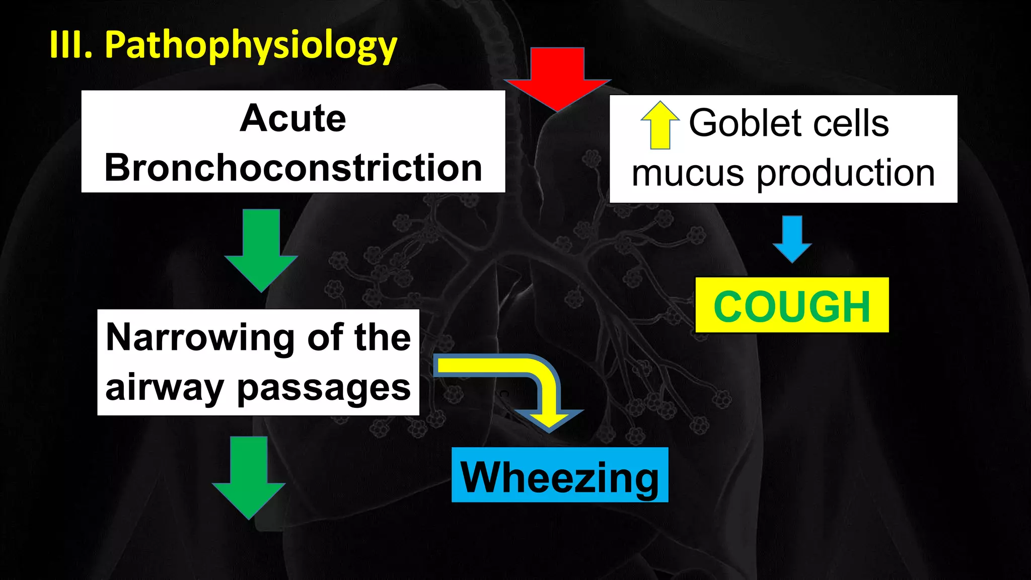 III. Pathophysiology
Goblet cells
mucus production
Acute
Bronchoconstriction
COUGH
Narrowing of the
airway passages
cWheezing
 