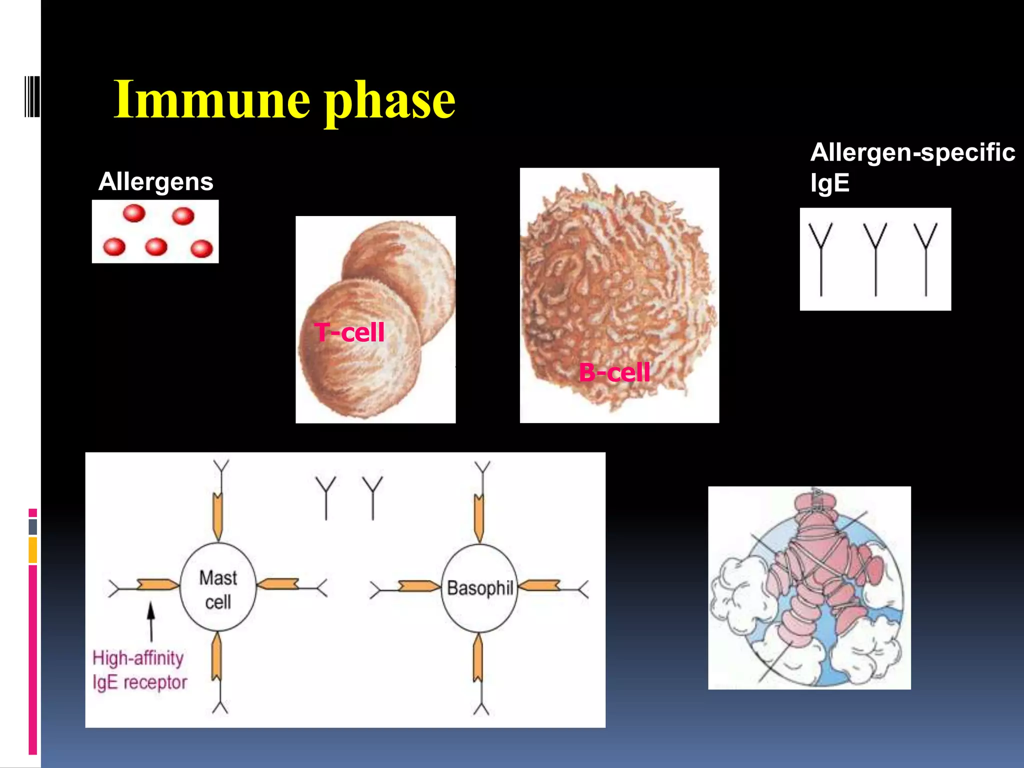 Immune phase
Allergens
T-cell
B-cell
Allergen-specific
IgE
 