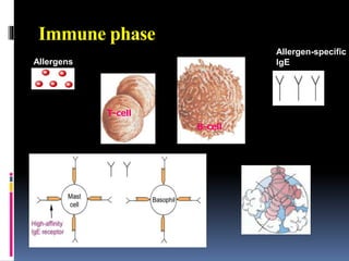 Immune phase
Allergens
T-cell
B-cell
Allergen-specific
IgE
 
