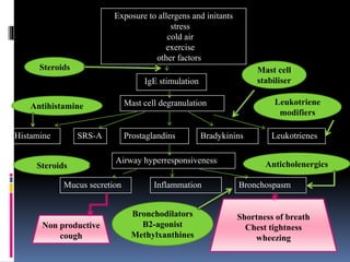 Exposure to allergens and initants
stress
cold air
exercise
other factors
IgE stimulation
Mast cell degranulation
Histamine ProstaglandinsSRS-A Bradykinins Leukotrienes
Airway hyperresponsiveness
Mucus secretion BronchospasmInflammation
Steroids
Antihistamine
Mast cell
stabiliser
Leukotriene
modifiers
Non productive
cough
Shortness of breath
Chest tightness
wheezing
Steroids
Bronchodilators
B2-agonist
Methylxanthines
Anticholenergics
 