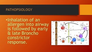 Allergen Inhalation Asthma | PPTX