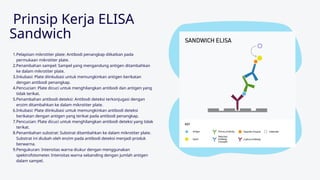 Comprehensive Overview of ELISA Sandwich Technique in Immunology | PPTX