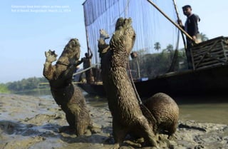 Fisherman feed their otters as they catch
fish in Narail, Bangladesh, March 11, 2014.
 