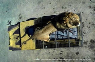 Top view of a lion on the cage of a vehicle at the Safari Lion Zoo in Rancagua, Chile, Oct. 30, 2014.
 