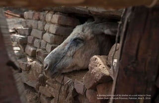 A donkey looks out of its shelter at a coal mine in Choa
Saidan Shah in Punjab Province, Pakistan, May 5, 2014.
 