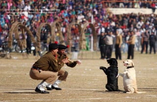 Indian Border Security Force Dog Squad personnel take
part in a march during Republic Day celebrations in
Jammu. India, Ja...