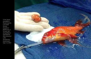 In this photo
provided to
Reuters by the
Lort Smith
Animal
Hospital in
Melbourne, a
10-year-old
pet goldfish is
operated f...