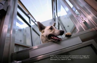 A stray dog from Sochi, Russia gets acclimated to its "doggie den"
after arriving at the Washington Animal Rescue League s...