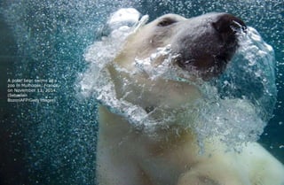 A polar bear swims at a
zoo in Mulhouse, France,
on November 13, 2014.
(Sebastien
Bozon/AFP/Getty Images)
 
