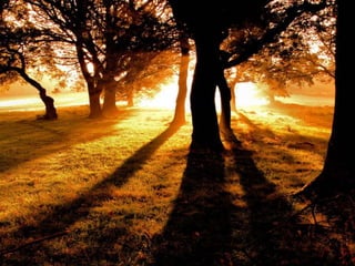 Astonishing Examples Of Sunlight Photography | PPSX