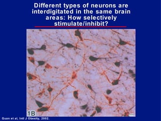 Different types of neurons are interdigitated in the same brain areas: How selectively stimulate/inhibit? Guan et al, Intl J Obesity, 2002. 