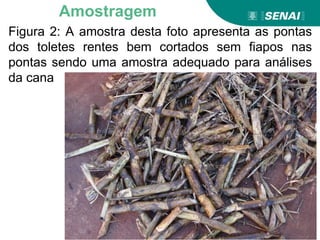 Figura 2: A amostra desta foto apresenta as pontas
dos toletes rentes bem cortados sem fiapos nas
pontas sendo uma amostra adequado para análises
da cana
Amostragem
 