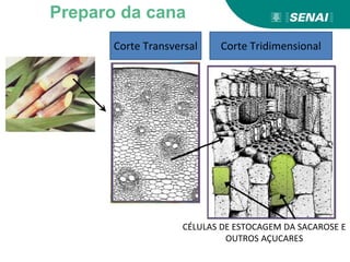 Corte Transversal Corte Tridimensional
CÉLULAS DE ESTOCAGEM DA SACAROSE E
OUTROS AÇUCARES
Preparo da cana
 